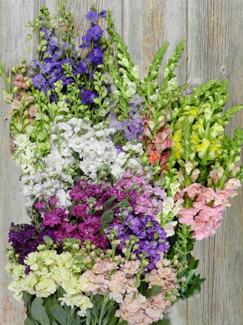 LARKSPUR, SNAPDRAGON, STOCK ASSORTED COLORS COMBO BOX